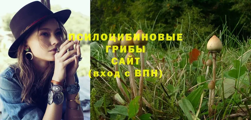 Псилоцибиновые грибы Psilocybe Покровск